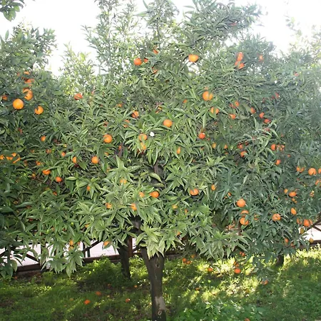 Azienda Agrituristica Vivi Natura Pompeji