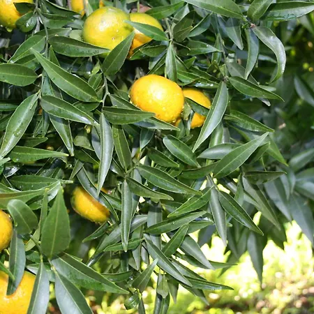 Azienda Agrituristica Vivi Natura Pompei