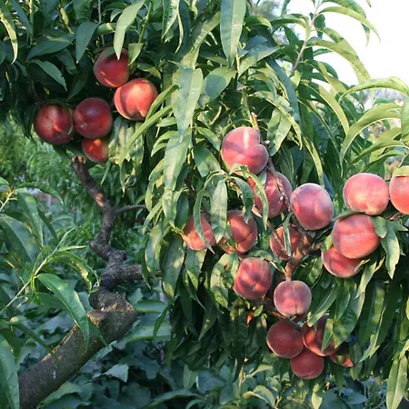 Çiftlik konaklama Azienda Agrituristica Vivi Natura *