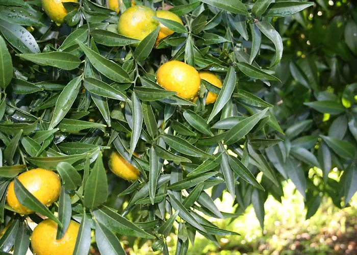 Azienda Agrituristica Vivi Natura Pompéi