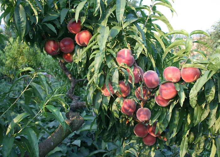 Séjour à la ferme Azienda Agrituristica Vivi Natura *