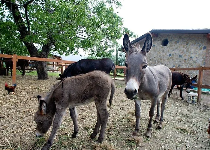 Séjour à la ferme Azienda Agrituristica Vivi Natura Pompéi